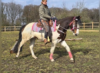 Paint Horse, Mare, 9 years, 15,2 hh, Pinto