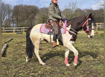 Paint Horse, Mare, 9 years, 15,2 hh, Pinto