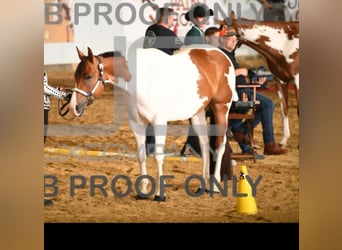 Paint Horse, Mare, 9 years, 15.2 hh, Pinto