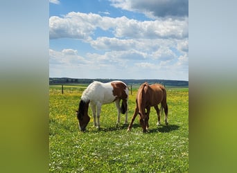 Paint Horse, Mare, 9 years, 15,2 hh, Pinto