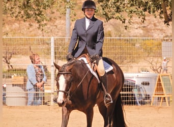 Paint Horse, Mare, 9 years, 16 hh, Overo-all-colors