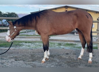 Paint Horse, Mare, 9 years, Buckskin