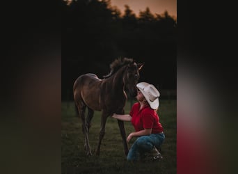 Paint Horse, Mare, Foal (04/2024), 12,1 hh, Smoky-Black