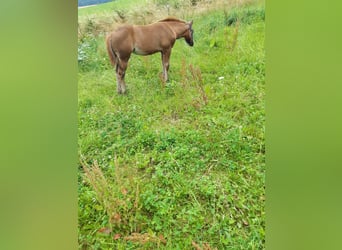 Paint Horse, Mare, Foal (04/2024), 14,1 hh, Chestnut