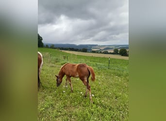 Paint Horse, Stute, Fohlen (04/2024), 14,1 hh, Schecke