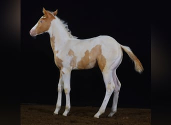 Paint Horse, Mare, Foal (05/2023), 14.2 hh, Champagne