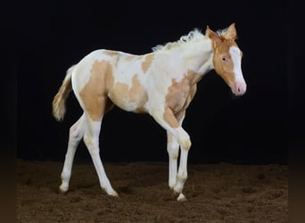 Paint Horse, Mare, Foal (05/2023), 14.2 hh, Champagne