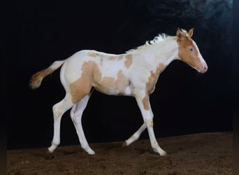 Paint Horse, Mare, Foal (05/2023), 14.2 hh, Champagne