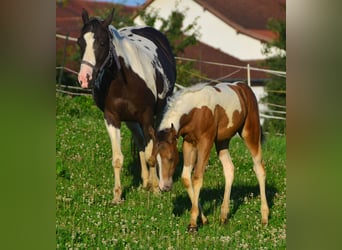 Paint Horse, Stute, Fohlen (05/2024), 14,2 hh, Champagne