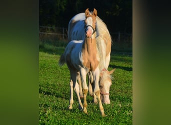 Paint Horse, Stute, Fohlen (06/2024), 14,2 hh, Champagne