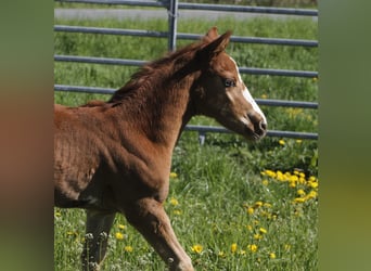 Paint Horse, Mare, Foal (02/2023), 14.2 hh, Chestnut