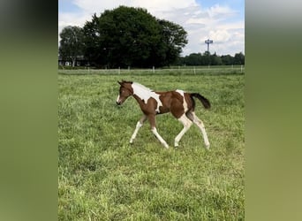 Paint Horse, Mare, Foal (04/2024), 14.2 hh, Tobiano-all-colors