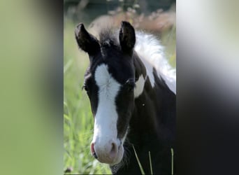 Paint Horse, Mare, Foal (05/2024), 14,2 hh, Tobiano-all-colors