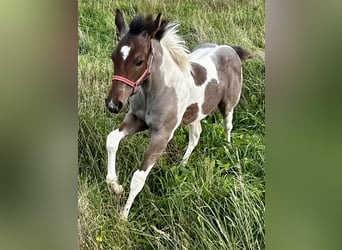 Paint Horse, Mare, Foal (05/2024), 14,2 hh, Tobiano-all-colors