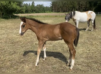 Paint Horse, Mare, Foal (03/2024), 14.3 hh, Brown
