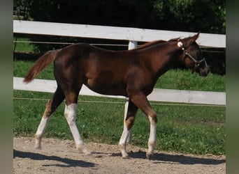 Paint Horse, Mare, Foal (05/2023), 14.3 hh, Chestnut