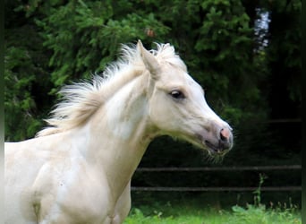 Paint Horse, Mare, Foal (03/2024), 14,3 hh, Tobiano-all-colors