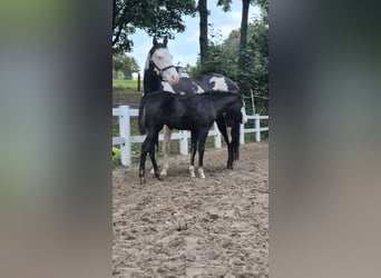Paint Horse, Mare, Foal (06/2025), 14,2 hh, Black