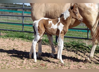 Paint Horse, Mare, Foal (03/2025), 14,2 hh, Champagne