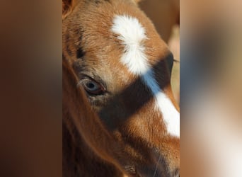 Paint Horse, Mare, Foal (03/2025), 14,2 hh, Champagne