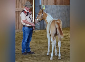 Paint Horse, Mare, Foal (05/2025), 14,2 hh, Champagne