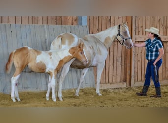 Paint Horse, Mare, Foal (05/2025), 14,2 hh, Champagne