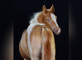 Paint Horse, Mare, Foal (05/2025), 14,2 hh, Champagne