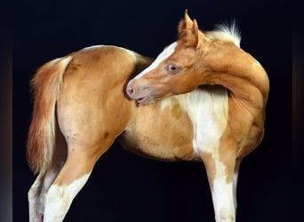 Paint Horse, Mare, Foal (05/2025), 14,2 hh, Champagne