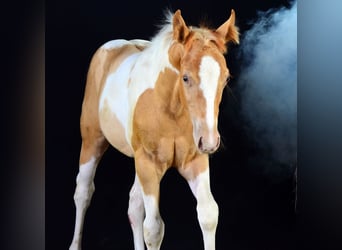 Paint Horse, Mare, Foal (05/2025), 14,2 hh, Champagne