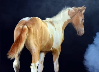 Paint Horse, Mare, Foal (05/2025), 14,2 hh, Champagne