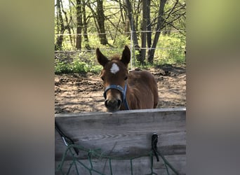 Paint Horse, Mare, , 14,2 hh, Chestnut-Red