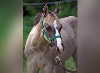 Paint Horse, Mare, Foal (05/2025), 14,3 hh, Grullo