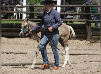 Paint Horse, Mare, Foal (05/2025), 14,3 hh, Grullo