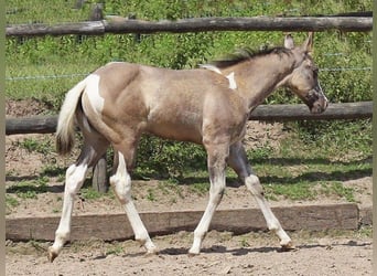Paint Horse, Mare, Foal (05/2025), 14,3 hh, Grullo