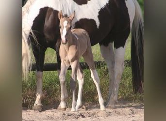 Paint Horse, Mare, , 14,3 hh, Grullo