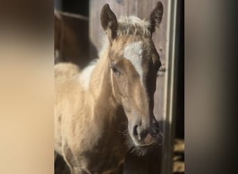 Paint Horse, Mare, , 14,3 hh, Palomino