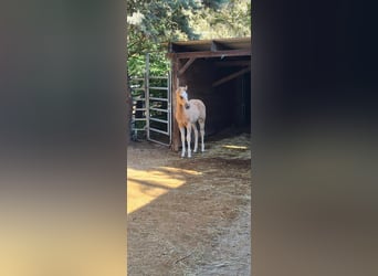 Paint Horse, Mare, , 14,3 hh, Palomino