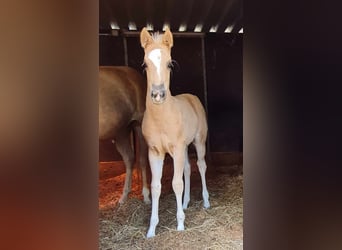 Paint Horse, Mare, , 14,3 hh, Palomino