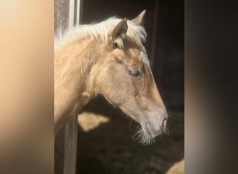 Paint Horse, Mare, , 14,3 hh, Palomino