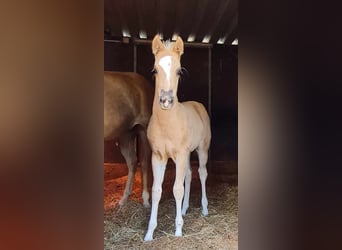 Paint Horse, Mare, , 14,3 hh, Palomino