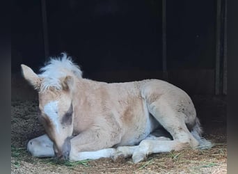 Paint Horse, Mare, , 14,3 hh, Palomino