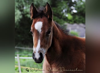 Paint Horse, Mare, , 15.1 hh, Bay-Dark