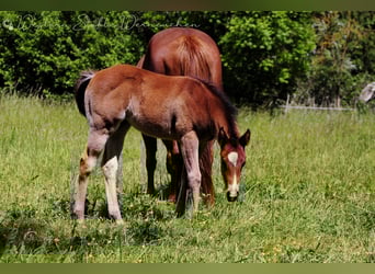 Paint Horse, Mare, , 15.1 hh, Bay-Dark