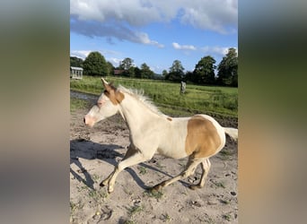 Paint Horse, Mare, Foal (05/2024), 15,1 hh, Champagne