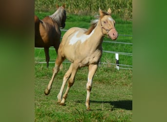 Paint Horse, Mare, Foal (03/2023), 15.1 hh, Champagne