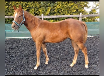 Paint Horse, Mare, Foal (03/2023), 15.1 hh, Chestnut