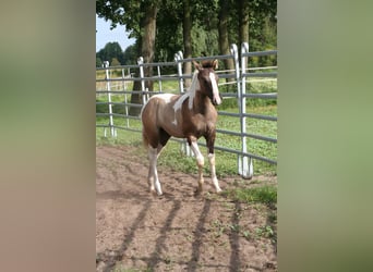 Paint Horse, Mare, Foal (04/2023), 15.1 hh, Grullo