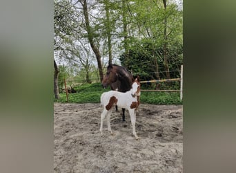 Paint Horse, Mare, Foal (03/2024), 15.1 hh, Pinto
