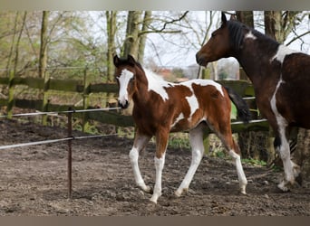 Paint Horse Mix, Mare, Foal (01/2024), 15.1 hh, Pinto