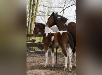 Paint Horse Mix, Mare, Foal (01/2024), 15.1 hh, Pinto